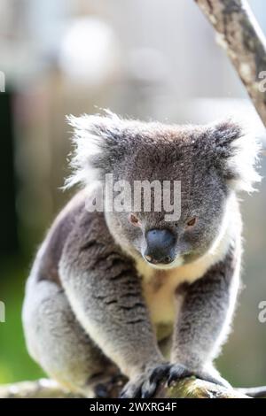 Bankfeiertag im Longleat Safari Park. Stockfoto