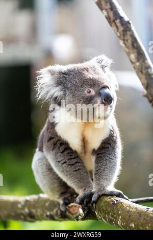 Bankfeiertag im Longleat Safari Park. Stockfoto