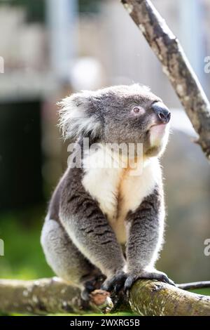 Bankfeiertag im Longleat Safari Park. Stockfoto
