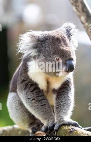 Bankfeiertag im Longleat Safari Park. Stockfoto