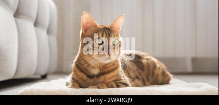 Eine bengalische Katze sitzt auf einem weichen, flauschigen Teppich. Schöne reinrassige Katze auf dem Boden im Wohnzimmer. Stockfoto