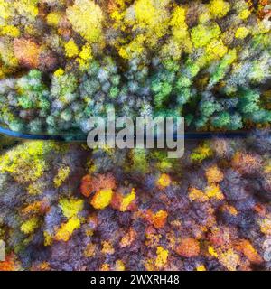 Luftdrohnen-Blick über die wunderschöne Herbstwaldlandschaft. Bunte Bäume im Wald. Stockfoto