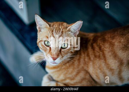 Junge Katze, die in die Kamera schaut. Ein obdachloses kleines Kätzchen, Unterschlupf, schaut in die Kamera, sucht ein Haus, Freiwillige helfen Tieren. Stockfoto