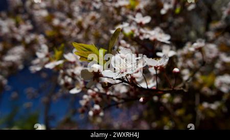 Frühlingsblumen, die im April und Mai blühen. Pflaumenblüte. Frühlingslandschaft. Pflaumenblüte vor blauem Himmel. Der Fokus liegt auf der Front. Stockfoto