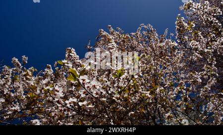 Frühlingsblumen, die im April und Mai blühen. Pflaumenblüte. Frühlingslandschaft. Pflaumenblüte vor blauem Himmel. Der Fokus liegt auf der Front. Stockfoto