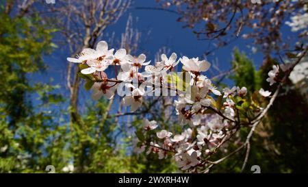 Frühlingsblumen, die im April und Mai blühen. Pflaumenblüte. Frühlingslandschaft. Pflaumenblüte vor blauem Himmel. Der Fokus liegt auf der Front. Stockfoto