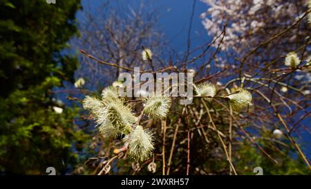 Frühlingsblumen, die im April und Mai blühen. Pflaumenblüte. Frühlingslandschaft. Pflaumenblüte vor blauem Himmel. Der Fokus liegt auf der Front. Stockfoto