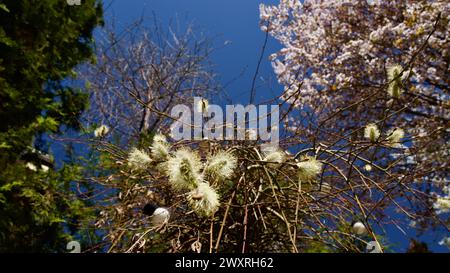 Frühlingsblumen, die im April und Mai blühen. Pflaumenblüte. Frühlingslandschaft. Pflaumenblüte vor blauem Himmel. Der Fokus liegt auf der Front. Stockfoto