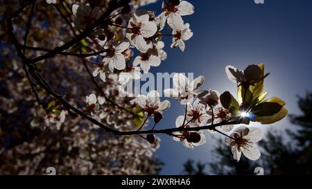 Frühlingsblumen, die im April und Mai blühen. Pflaumenblüte. Frühlingslandschaft. Pflaumenblüte vor blauem Himmel. Der Fokus liegt auf der Front. Stockfoto