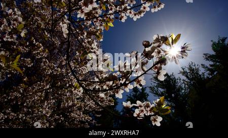 Frühlingsblumen, die im April und Mai blühen. Pflaumenblüte. Frühlingslandschaft. Pflaumenblüte vor blauem Himmel. Der Fokus liegt auf der Front. Stockfoto