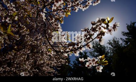 Frühlingsblumen, die im April und Mai blühen. Pflaumenblüte. Frühlingslandschaft. Pflaumenblüte vor blauem Himmel. Der Fokus liegt auf der Front. Stockfoto