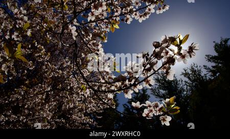 Frühlingsblumen, die im April und Mai blühen. Pflaumenblüte. Frühlingslandschaft. Pflaumenblüte vor blauem Himmel. Der Fokus liegt auf der Front. Stockfoto