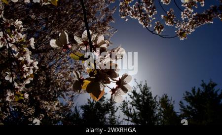 Frühlingsblumen, die im April und Mai blühen. Pflaumenblüte. Frühlingslandschaft. Pflaumenblüte vor blauem Himmel. Der Fokus liegt auf der Front. Stockfoto
