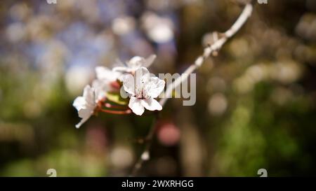 Frühlingsblumen, die im April und Mai blühen. Pflaumenblüte. Frühlingslandschaft. Pflaumenblüte vor blauem Himmel. Der Fokus liegt auf der Front. Stockfoto