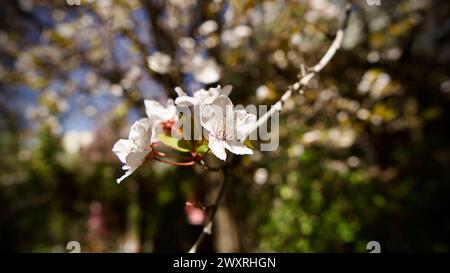 Frühlingsblumen, die im April und Mai blühen. Pflaumenblüte. Frühlingslandschaft. Pflaumenblüte vor blauem Himmel. Der Fokus liegt auf der Front. Stockfoto