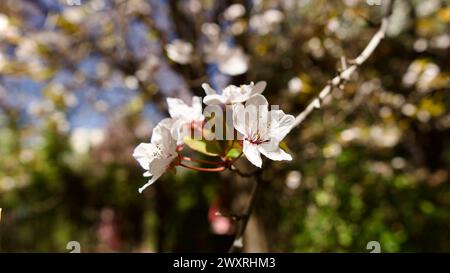Frühlingsblumen, die im April und Mai blühen. Pflaumenblüte. Frühlingslandschaft. Pflaumenblüte vor blauem Himmel. Der Fokus liegt auf der Front. Stockfoto