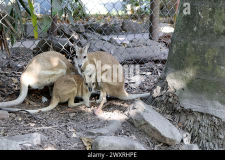 Familie der agilen Wallaby (Notamacropus agilis) im Schatten des Baumes : (Bild Sanjiv Shukla) Stockfoto