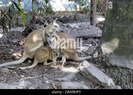 Familie der agilen Wallaby (Notamacropus agilis) im Schatten des Baumes : (Bild Sanjiv Shukla) Stockfoto