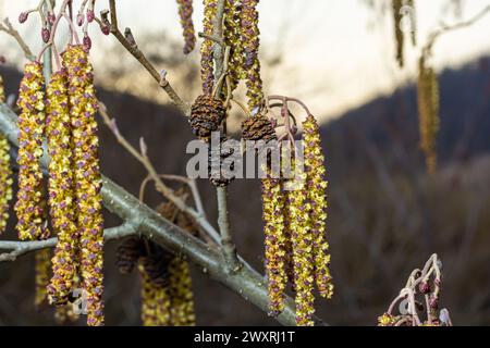 Kleiner Ast von schwarzer Erle Alnus glutinosa mit männlichen Katzenmuscheln und weiblichen roten Blüten. Blühende Erle im Frühling wunderschöner natürlicher Hintergrund mit klarem Stockfoto