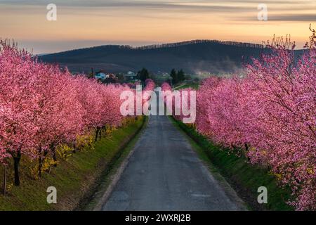 Berkenye, Ungarn - aus der Vogelperspektive blühende rosa wilde Pflaumenbäume entlang der Straße im Dorf Berkenye an einem sonnigen Frühlingnachmittag mit warmem golde Stockfoto