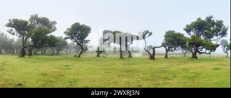 Der magische Märchenwald von Fanal, Madeira an einem nebelhaften Tag, eine ruhige Landschaft mit wunderschönen alten Lorbeerbäumen, Laurissilva Naturreservat, Madei Stockfoto