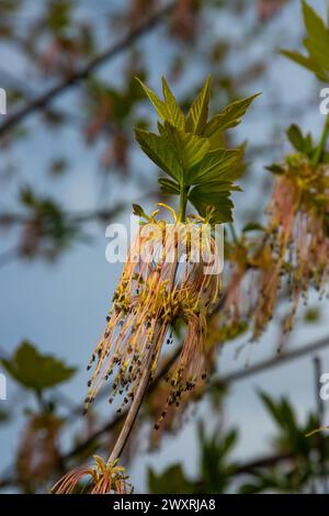 Ahornholz aus Eschenholz vernachlässigt die Blüten von Acer im Frühling, an sonnigen Tagen und in der natürlichen Umgebung, verschwommener Hintergrund. Stockfoto