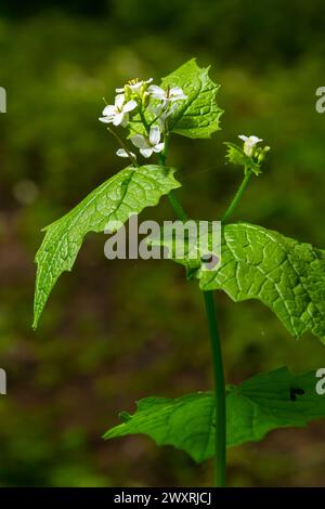 Knoblauch Senfblumen Alliaria petiolata Nahaufnahme. Alliaria petiolata, oder Knoblauchsenf, ist eine zweijährige Blütenpflanze in der Senffamilie Brassic Stockfoto