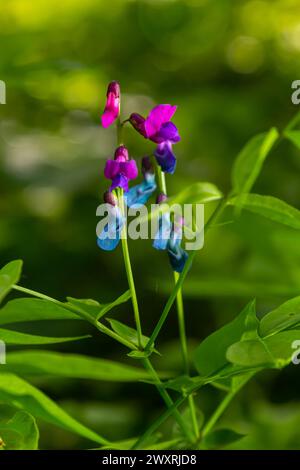 Blühender Lathyrus-Vernus, im Frühling wuchernde Blume mit Blüte und grüne Blätter, die im Wald wachsen, Makro. Stockfoto