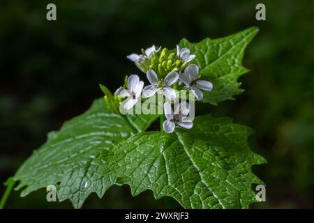 Knoblauch Senfblumen Alliaria petiolata Nahaufnahme. Alliaria petiolata, oder Knoblauchsenf, ist eine zweijährige Blütenpflanze in der Senffamilie Brassic Stockfoto