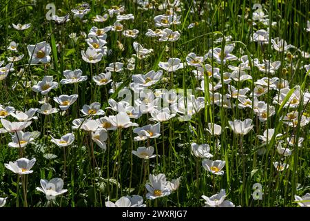 Weiße Frühlingsblumen auf grünem Rasen. Weiße Anemonblüten. Anemone Sylvestris, Schneepflug Anemone, Windblume. Stockfoto