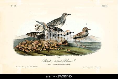 Alte gravierte Illustration des Schwarzbauchplovers (pluvialis squatarola). Von J.J. Audubon: Birds of America, Philadelphia, 1840 Stockfoto