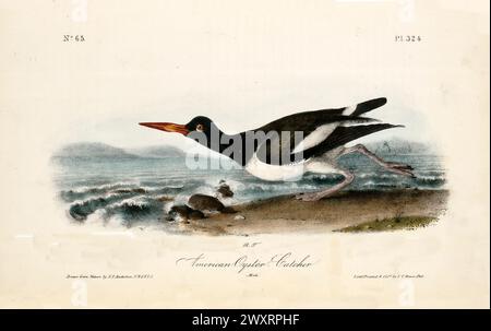 Alte gravierte Illustration des amerikanischen Austernfängers (Haematopus palliatus). Von J.J. Audubon: Birds of America, Philadelphia, 1840 Stockfoto