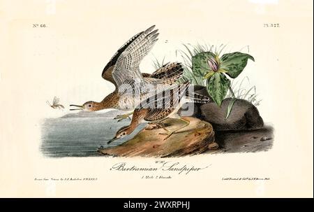 Alte gravierte Illustration des bartramischen Sandflängers (Bartramia longicauda). Von J.J. Audubon: Birds of America, Philadelphia, 1840 Stockfoto