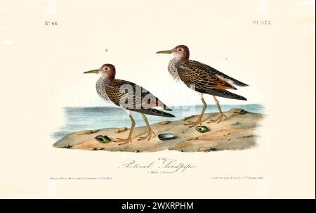 Alte gravierte Illustration des Brustsandflängers (Calidris melanotos). Von J.J. Audubon: Birds of America, Philadelphia, 1840 Stockfoto