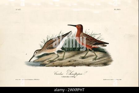 Alte gravierte Abbildung des Curlew-Sandpipers (Calidris ferruginea). Von J.J. Audubon: Birds of America, Philadelphia, 1840 Stockfoto