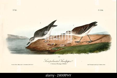 Alte gravierte Illustration eines halbpalmierten Sandpiers (Calidris pusilla). Von J.J. Audubon: Birds of America, Philadelphia, 1840 Stockfoto