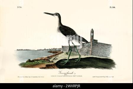 Alte Gravur-Illustration von Greenshank (Tringa nebularia). Von J.J. Audubon: Birds of America, Philadelphia, 1840 Stockfoto