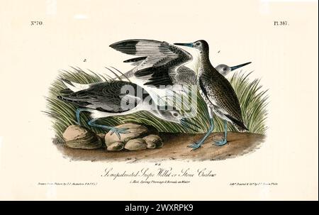 Alte gravierte Illustration von halbpalmierter scharfweide oder Stein (Tringa semipalmata). Von J.J. Audubon: Birds of America, Philadelphia, 1840 Stockfoto