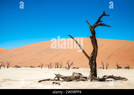 Ein malerischer Blick auf fossile Bäume zwischen Sanddünen in Deadvlei, Namibia Stockfoto