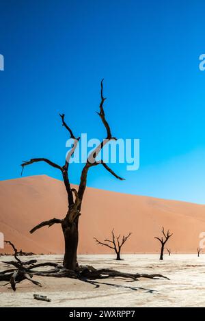 Ein malerischer Blick auf fossile Bäume zwischen Sanddünen in Deadvlei, Namibia Stockfoto