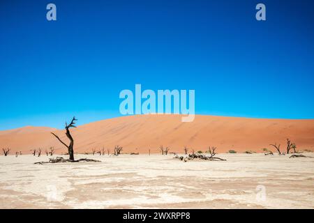 Ein malerischer Blick auf fossile Bäume zwischen Sanddünen in Deadvlei, Namibia Stockfoto