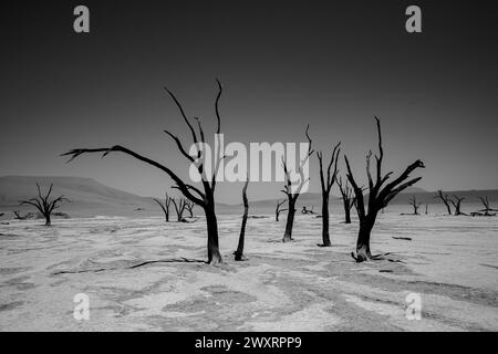 Ein malerischer Blick auf fossile Bäume zwischen Sanddünen in Deadvlei, Namibia in Graustufen Stockfoto