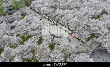 Luftbild zeigt blühende Kirschblüten im Garten Tangyun, County Yanling, Stadt Xuchang, Zentralchinas Provinz Henan, 30. März 2024. Stockfoto