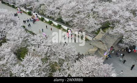 Luftbild zeigt blühende Kirschblüten im Garten Tangyun, County Yanling, Stadt Xuchang, Zentralchinas Provinz Henan, 30. März 2024. Stockfoto