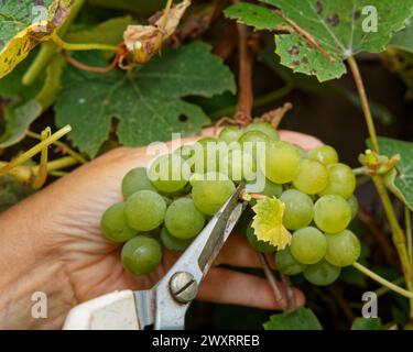 Nahaufnahme eines Weinbauarbeiters, der Trauben mit einem Paar Scheren erntet, Marlborough, Südinsel, Aotearoa / Neuseeland Stockfoto