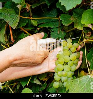 Nahaufnahme eines Weinbauarbeiters, der Trauben mit einem Paar Scheren erntet, Marlborough, Südinsel, Aotearoa / Neuseeland Stockfoto