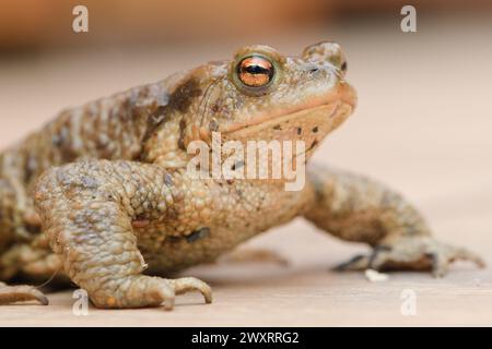 Kröte Bufo bufo Weibchen. Ein riesiger Frosch aus Tschechien. Paarungszeit. Isoliert auf klarem Hintergrund. Stockfoto