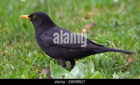 Eurasische Amsel, auch bekannt als die gewöhnliche Amsel oder Turdus merula, die von Zecken in der Nähe des Auges befallen ist. Stockfoto