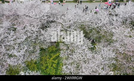 Luftbild zeigt blühende Kirschblüten im Garten Tangyun, County Yanling, Stadt Xuchang, Zentralchinas Provinz Henan, 30. März 2024. Stockfoto
