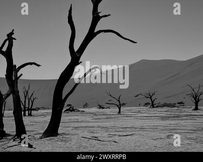 Ein malerischer Blick auf fossile Bäume zwischen Sanddünen in Deadvlei, Namibia in Graustufen Stockfoto